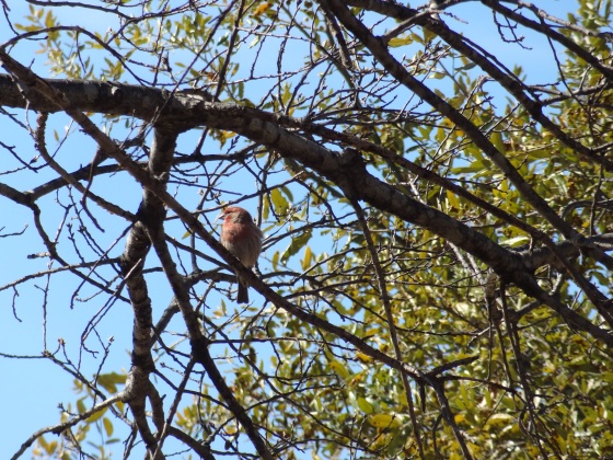Bird in the Red Oak Tree 3/2013