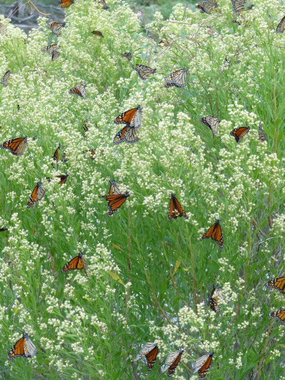 Monarchs Nectaring in the middle of migrating to Mexico.
